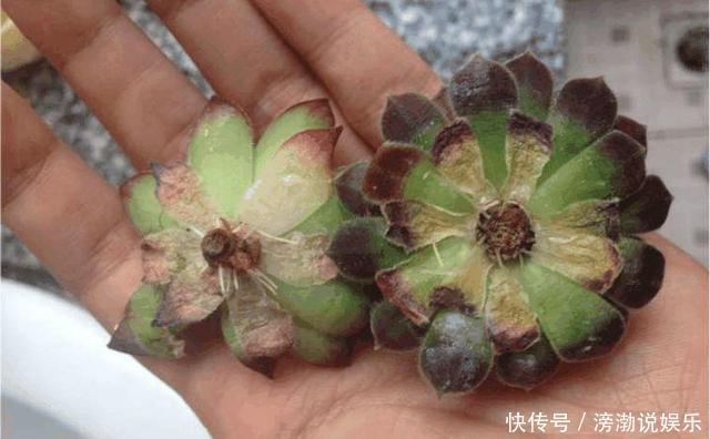 养护|多肉怕水其实错了!5个科属的多肉“水培”以后,会长得更好