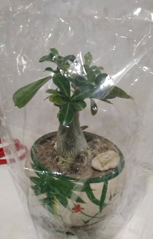 塑料袋|被当成垃圾的塑料袋，其实是个“宝”，用来养花效果好