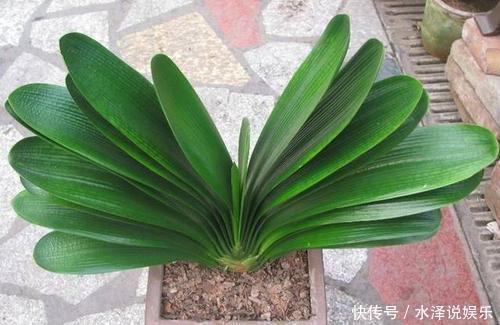 大豆|君子兰长得慢、不开花2种肥扔盆里,注意几点,轻松开爆盆