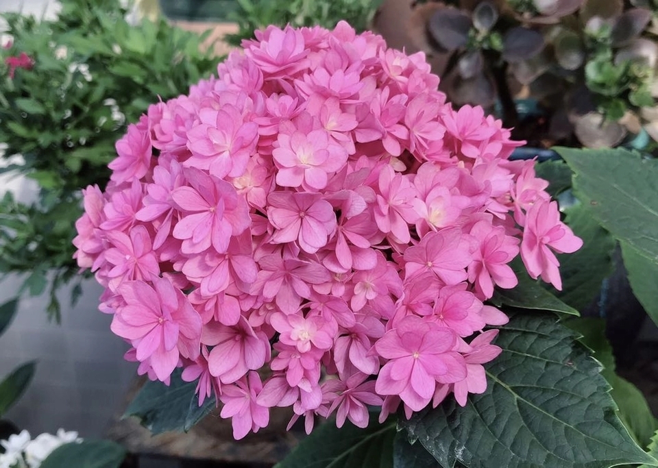 无尽夏|绣球花只会长叶不开花居然和修剪位置有关,剪对位置开花爆盆