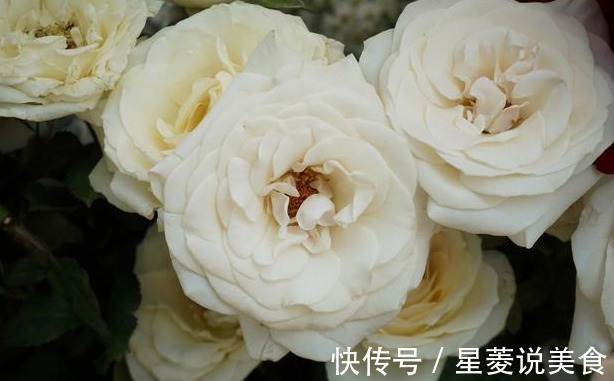 “我国第1香花”,沾土就活,开花249天不枯萎,香飘10层楼
