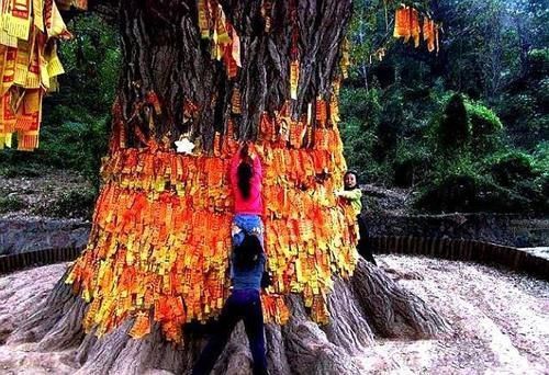 银杏树|中国因愚公移山而火的山，现为4A景区，有“擎天地柱”美誉