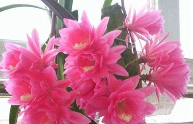 几款艳丽的花卉,漂亮好闻,财源滚滚来,招财又开运,你养了吗