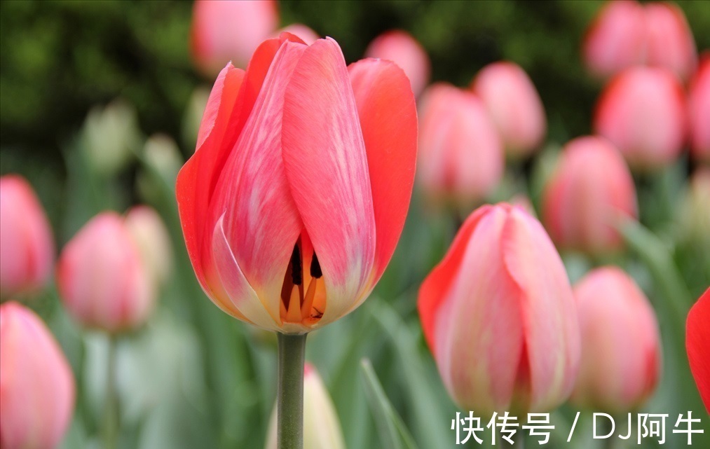 此花有着丰富的花色，有着优雅的花姿，代表的是高贵和善良