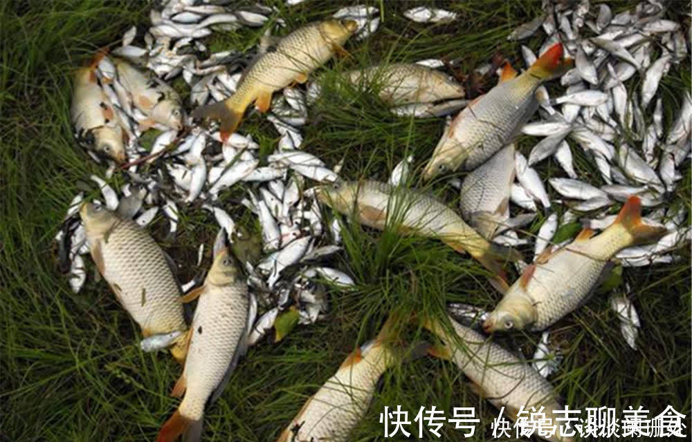 鱼情|野钓调漂就是钓钝，鱼情好要钓钝，鱼口轻也要钓钝，知道原因吗？