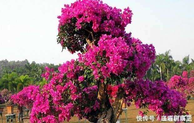 新手养护花卉,就养花苞“翻倍长”的花卉,次次开花都“爆盆”