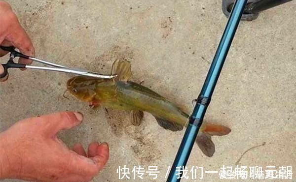 野钓|夏天野钓黄鸭叫，就用这种钓法，省事省力，收获有保证