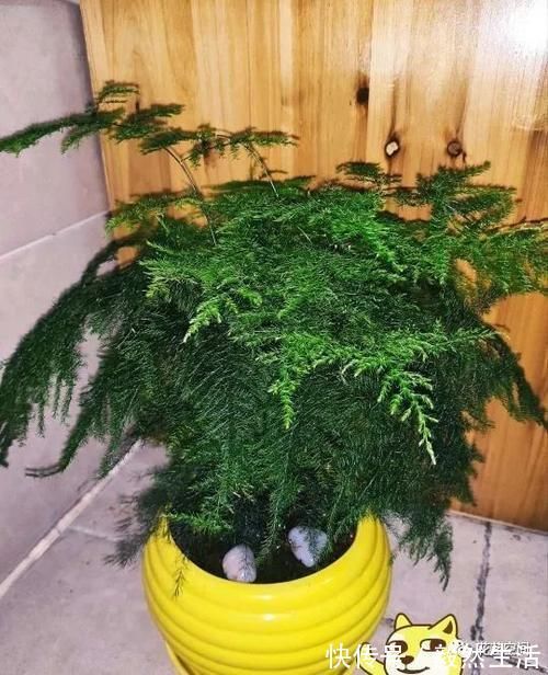 叶片|“最厉害”的生长水，虎皮兰吊兰文竹每月用一次，像打了激素一样疯长