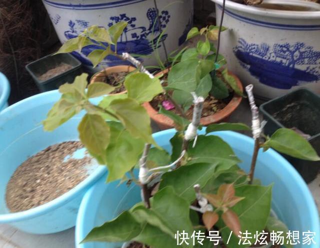 高手的扦插玩法，把以下三角梅养得这么好，只见开花不见叶
