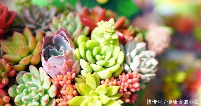 等我有个独立院子,就把多肉种墙上,一面种法师,一面种紫乐!