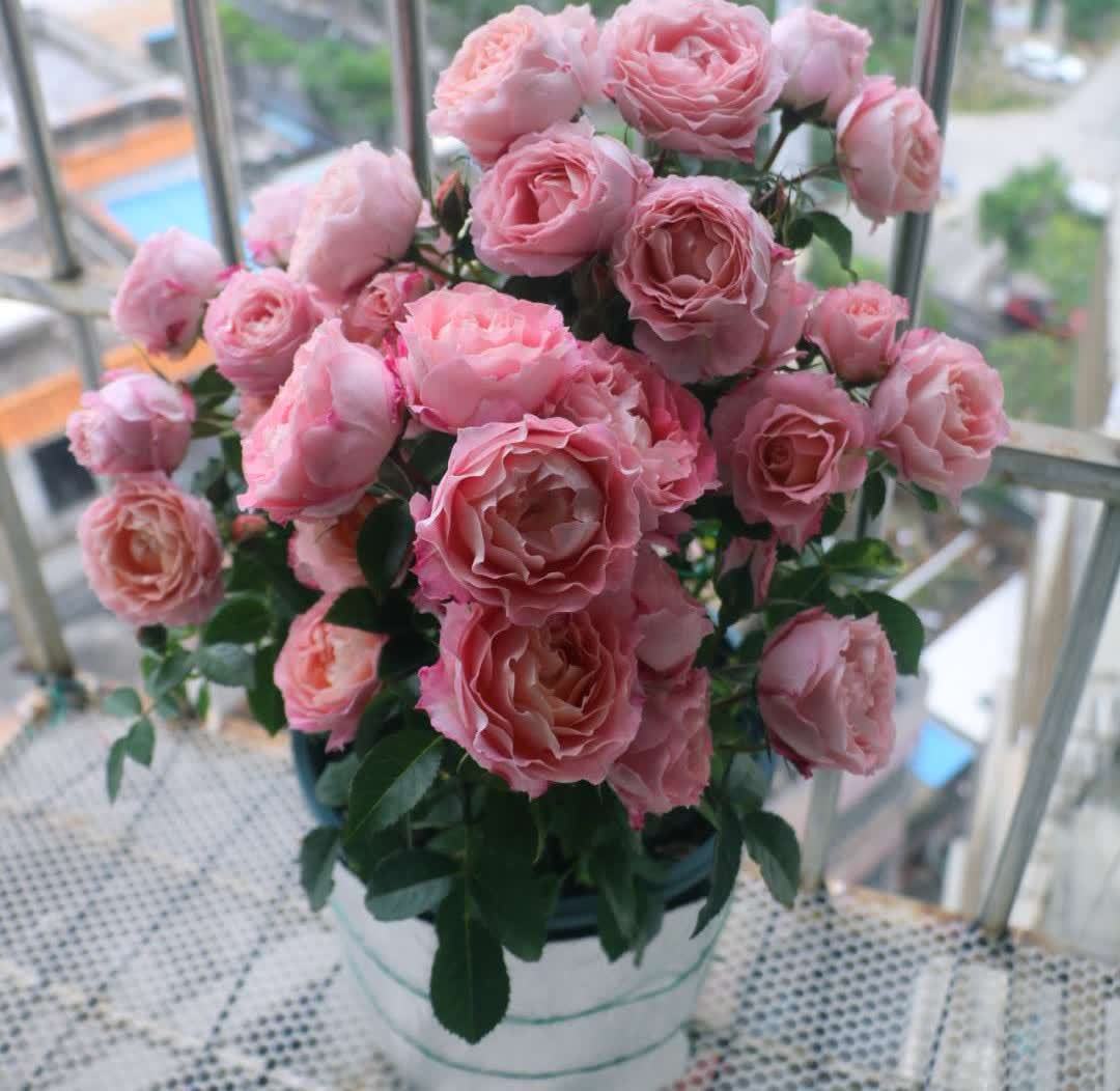 “最累”的8种花,花开连续几个月,一次开花几百朵