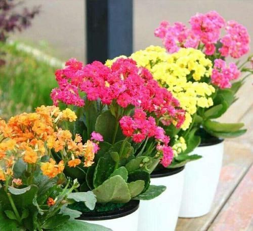 长寿花迟迟“不孕蕾”,打点催花剂,很管用,嗖嗖冒花苞