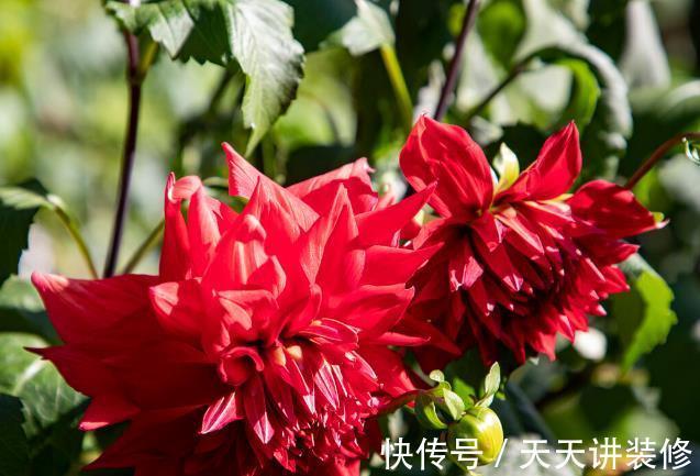 院子|名字巨土但超牛掰的花草,有院子不种可惜了