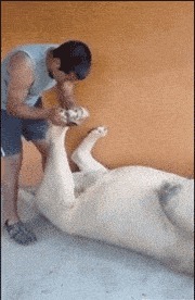 |搞笑GIF趣图:别以为鸡好欺负?真发起威来比狗还厉害