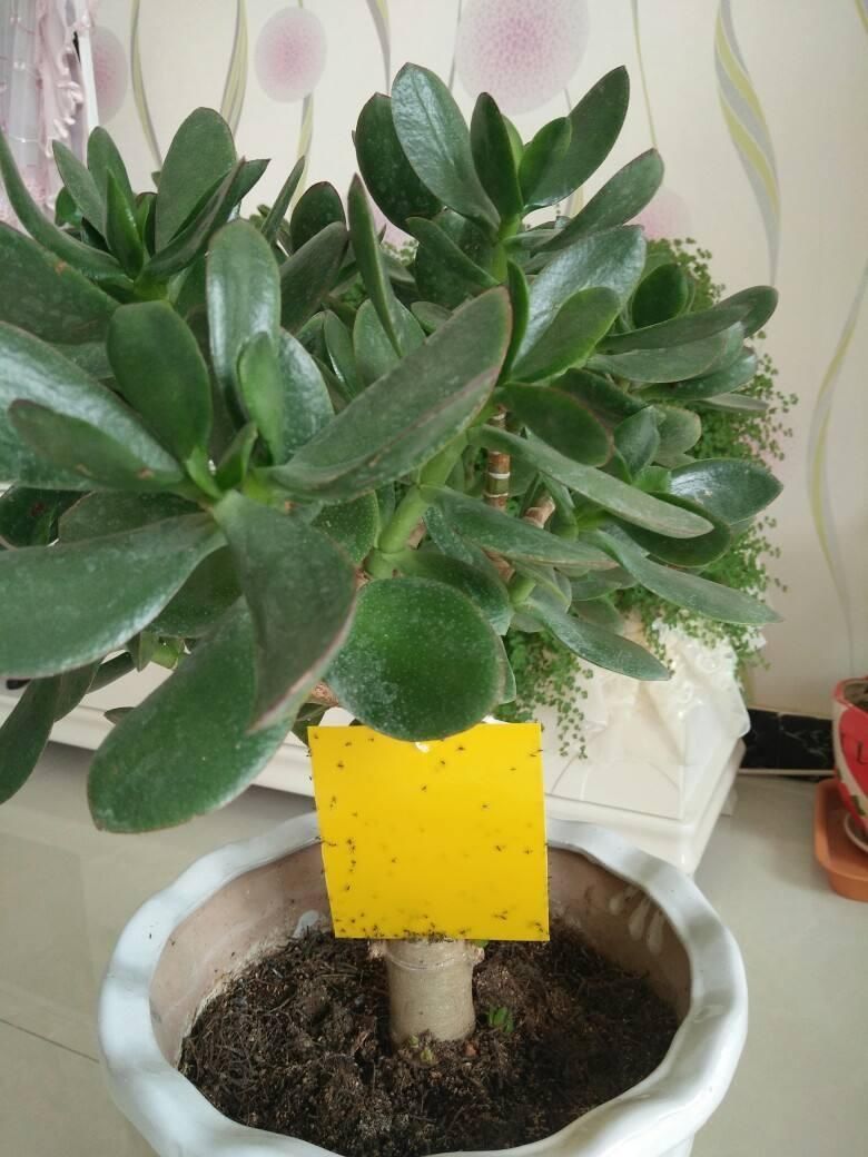 花友|塑料袋可是养花好东西，套住长寿花，咕噜咕噜冒花苞