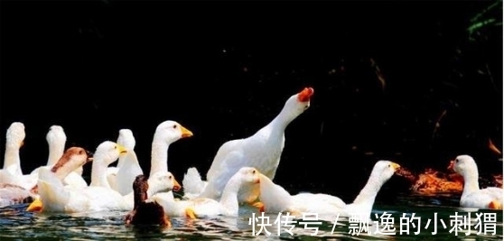 文学奖$老农仿《咏鹅》写下《咏鸡》,全诗仅18字,却斩获国家级文学奖