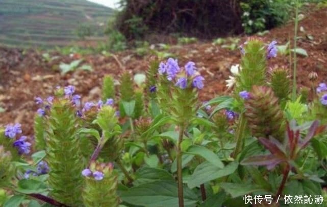 野菜|这野草在农村遍地都是，曾经被红军拿来充饥，还能为皮肤做调理