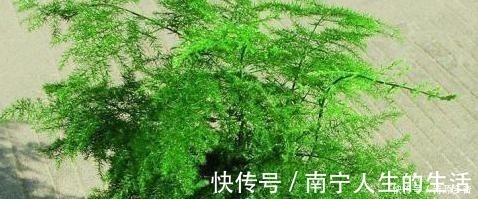 芦笋|养文竹做好2点，枝叶层层叠加，呼呼长成一棵“大树”