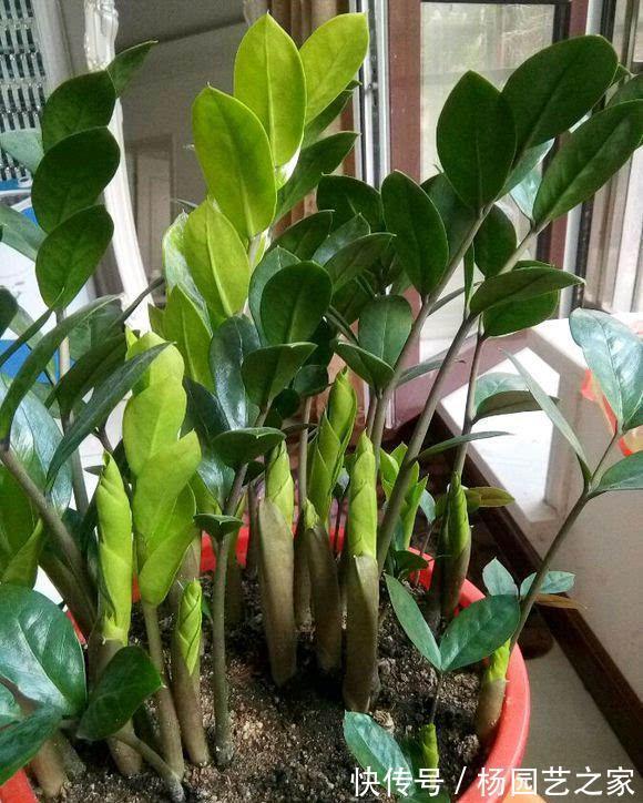 懒人|金钱树“很特殊”，土豆茎上挤满芽，懒人才能养好它