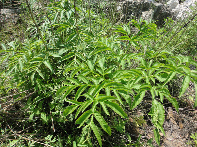 野草|农村生长的这种多年生草本植物，全株有毒，却有治疗骨髓炎的功效