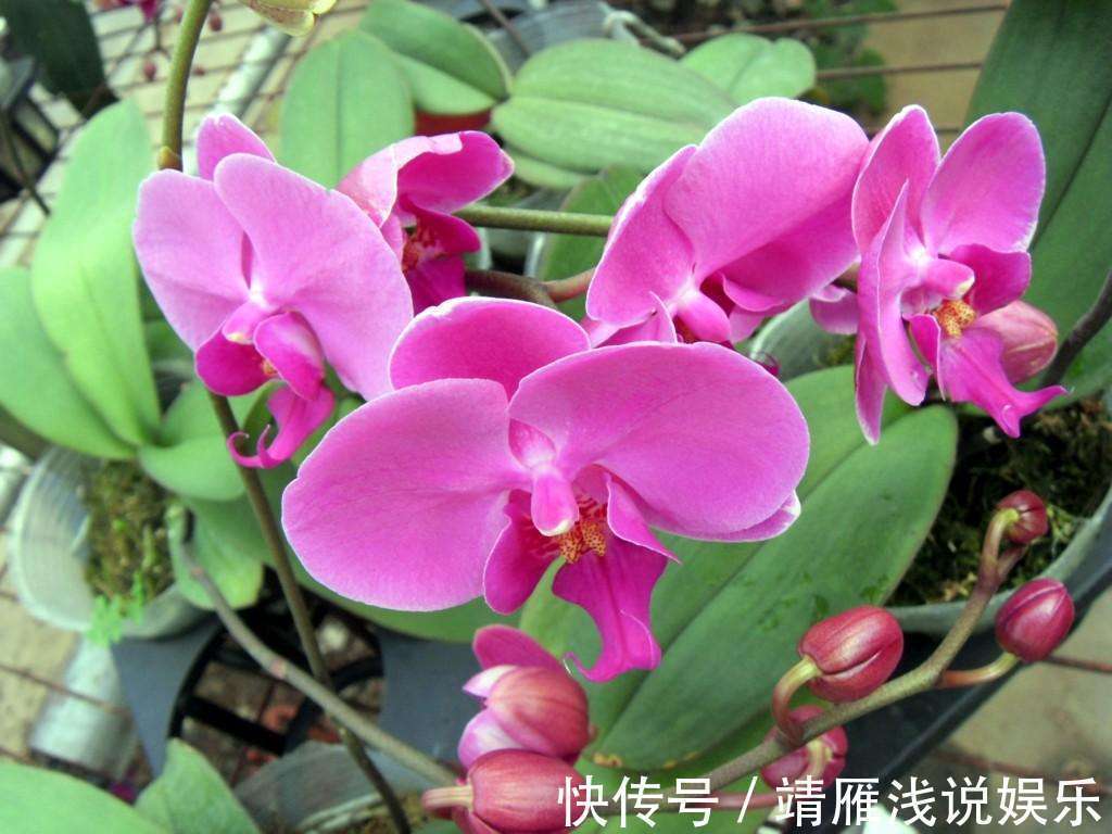 蝴蝶兰是有名的年宵花,开花似蝴蝶,十分好养你也能上手