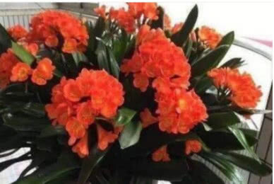 养君子兰,记住3个“要领”,一年开花2次,盆盆开花几十朵