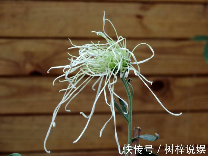 喜欢菊花，就养盆“五大名菊”十丈珠帘，飘垂如丝发，仙女之姿！