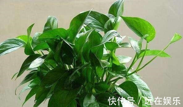 三层楼|用这“3种水”浇绿萝,就相当于施肥了,叶片油绿,挂满三层楼