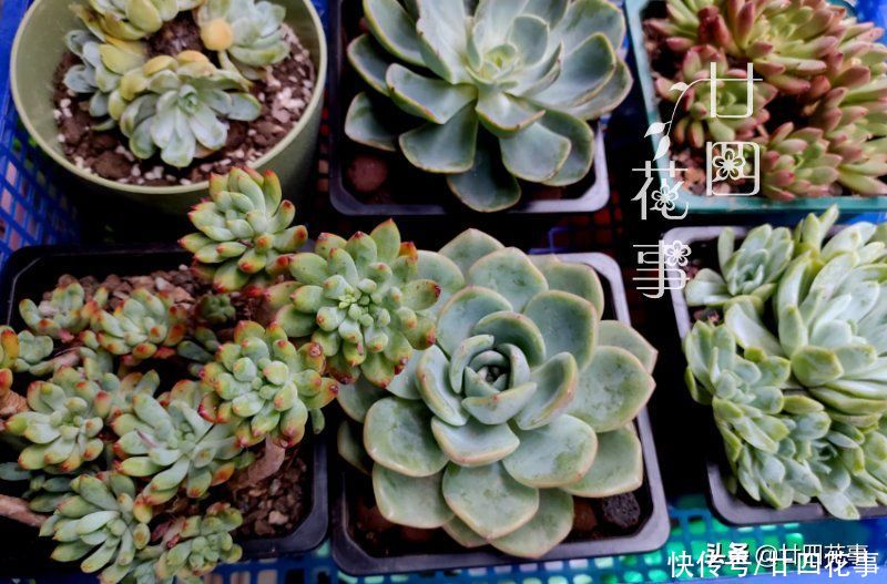 徒长|夏天养多肉，学会基础的“保命5招”，远比所谓“绝招”实在