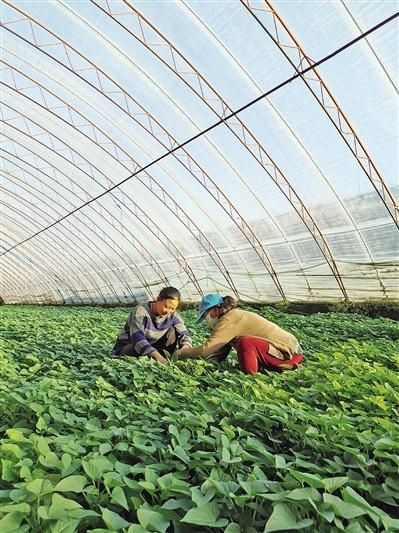 开心|“开心农场”让家乡父老开心挣钱