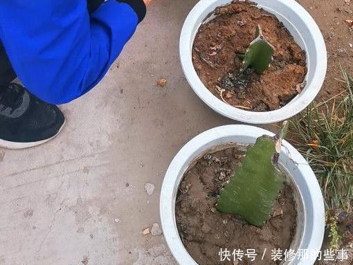 如何给盆栽植物松土