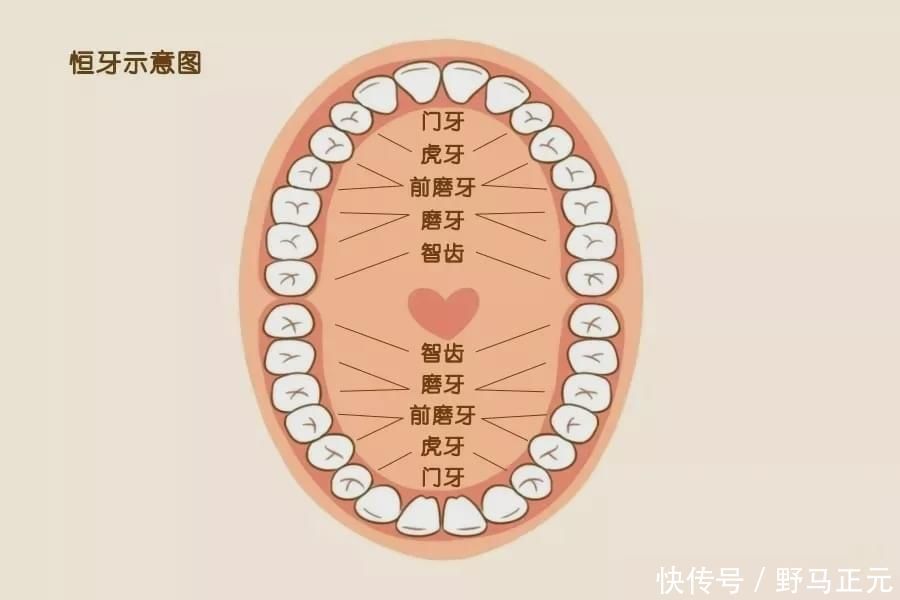 口腔疾病|孩子新换的牙齿长歪了怎么办?来看儿童换牙攻略