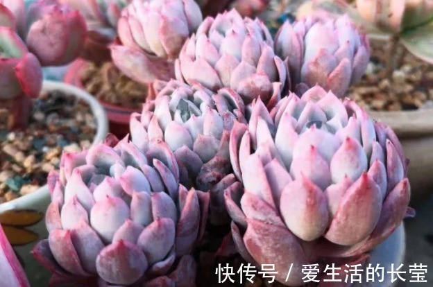 女王|多肉紫罗兰女王如何养教你3个妙招,养出梦幻般的紫罗兰女王