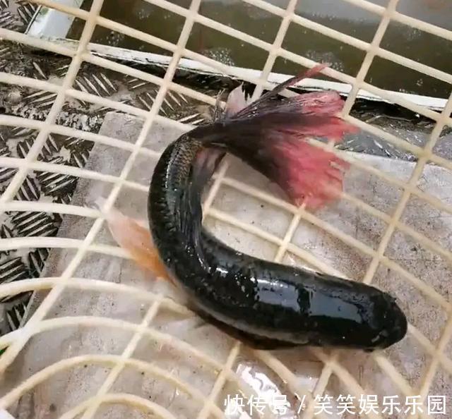 草鱼|怪鱼?安徽钓鱼人解密“新鱼种”,钓友:既不敢吃也不敢要