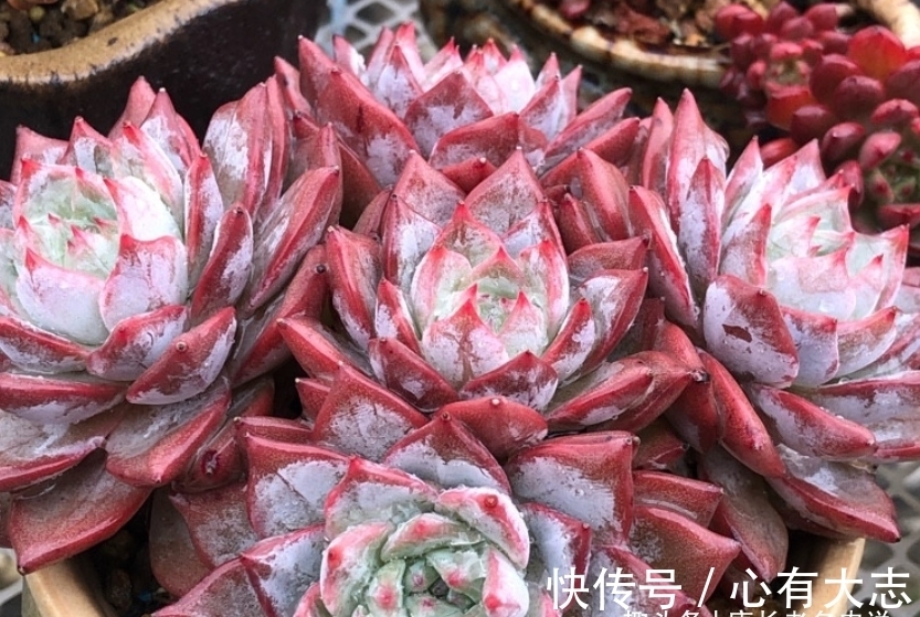 初冬养多肉，给它们来点“神仙水”，不但拍照好看，也不影响上色