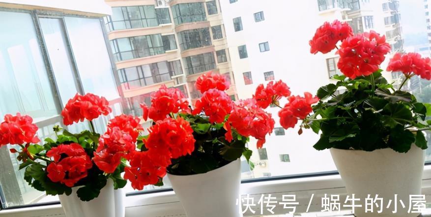 花卉|秋季养花换盆土:从准备到服盆,期间该注意哪些细节?