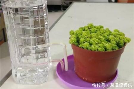花花|废弃塑料瓶原来还能干这事以前都扔了，悔的直跺脚！