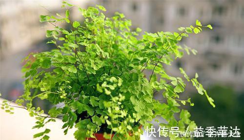 阳台上|6种喜阴花,家里采光不好,照样生长茁壮,枝叶茂盛,长满盆!