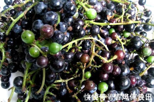 作用|老中医：路边看到此黑果，记得要摘回家，作用非常大，值得一试！