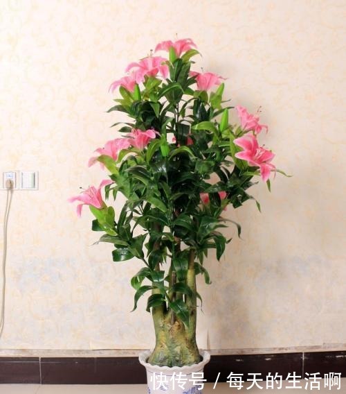学会了自己种植百合花,再也不想去花店花钱买了,开花也不差!