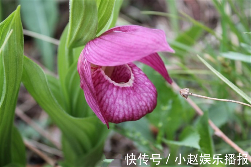 绣花鞋|九寨沟出现濒临灭绝的野兰花，唇瓣有兜，似女人的绣花鞋