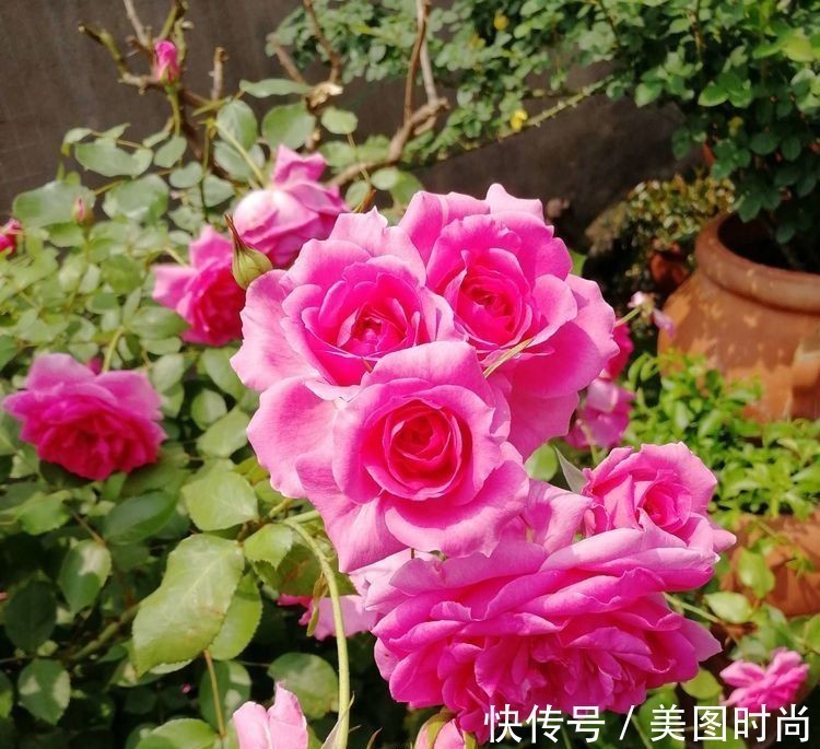 菜地|2年前买了个300㎡的露台,打造成屋顶花园,过上了田园生活