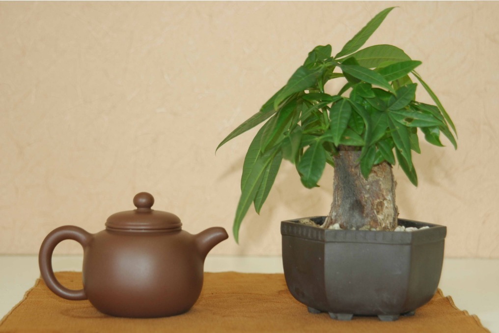 富人不再养花,只养三种树,越来越富的原因找到了,家人一生平安