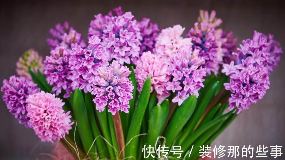 风信子|将这蒜头一样的球根,简单三步处理后,开出五颜六色的花朵
