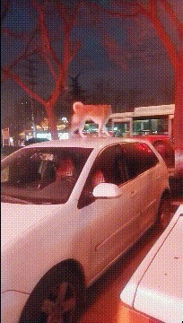 |搞笑GIF:姑娘,就你这功夫,村里没有几个人敢追你吧