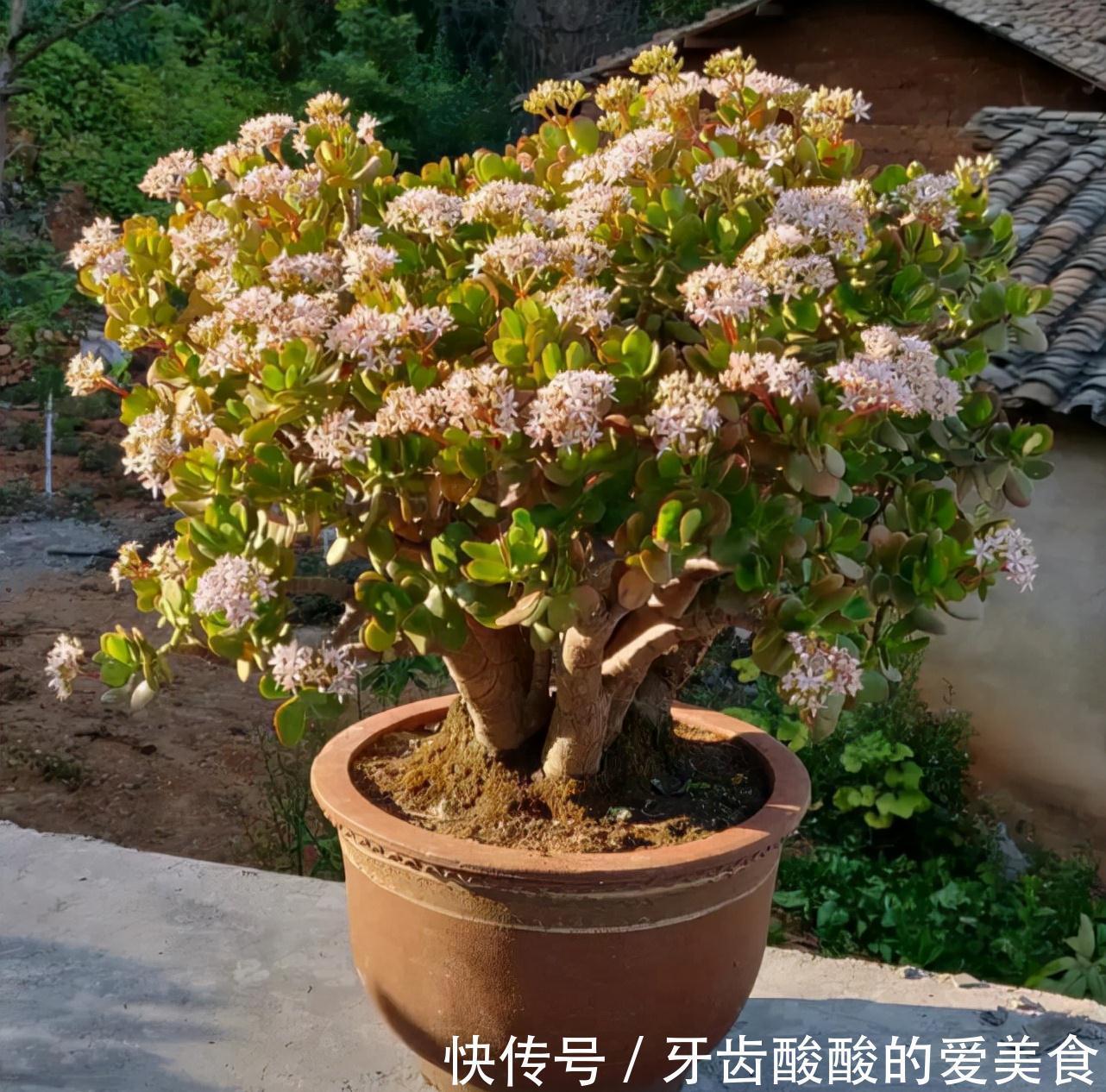 五种“大老桩”却要小盆养，用对盆，少管多晒更利于生长