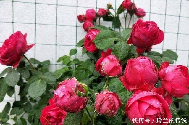 奥绿|1年前不顾家人反对种月季,如今美呆了