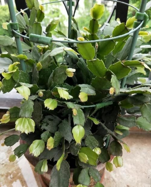 沙漠玫瑰|养这三种花，盆越小，开的花越多，放大盆还容易死