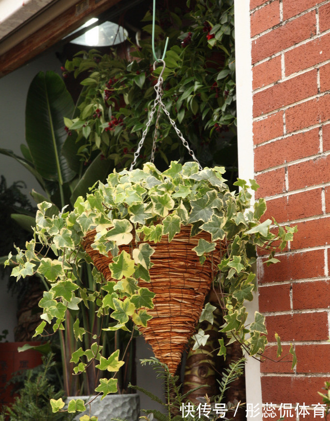 5种“漂亮花”,客厅养最合适,缺少光照,一样枝繁叶茂