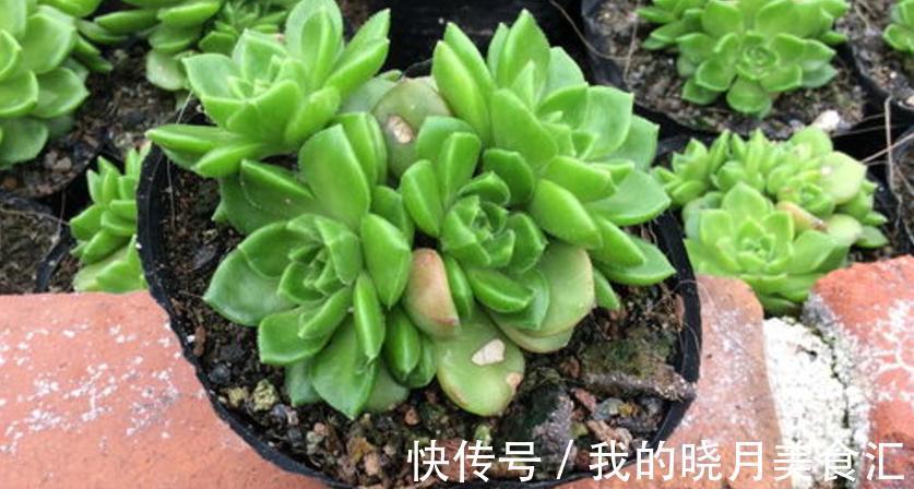 多肉蒂亚，从买回家到现在，叶子一直绿得像盘菜，该怎么办？